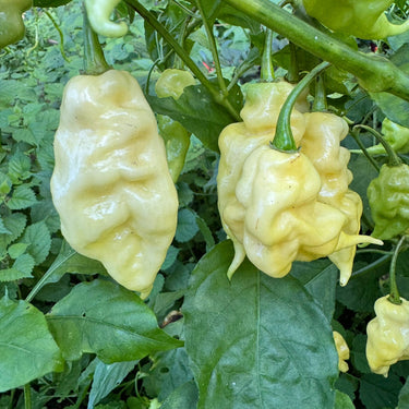 White Knight - Seeds - The Pepper Pantry (Formerly Marie Sharp's)